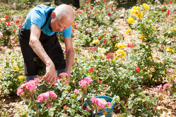 istock Male cutting branches of blooming roses 1158172303