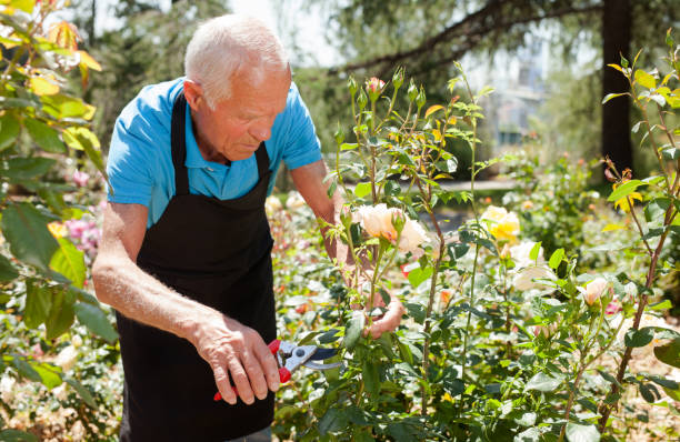 istock Man cutting back shoots of rose bushes 1158172306