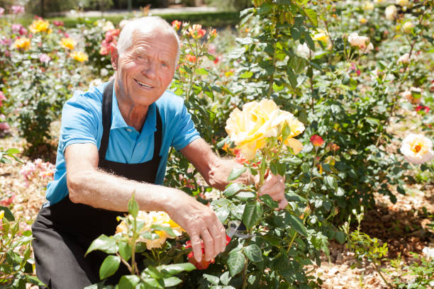 istock Man cutting back shoots of rose bushes 1158172319