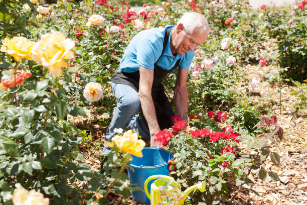 istock Man cutting back shoots of rose bushes 1158172331