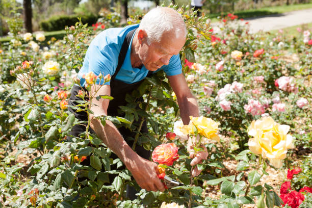 istock Man cutting with scissors roses bushes 1158172344
