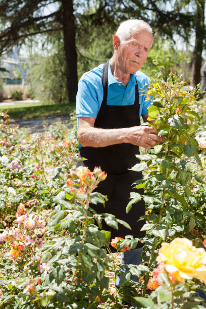 istock Man cutting with scissors roses bushes 1158172347