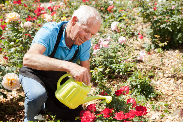 istock Man watering roses at flower bed 1158172354