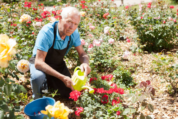 istock Male taking care and watering roses 1158172359