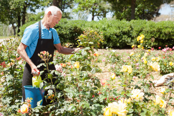 istock Man taking care of rose bushes 1158172372