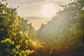 Walking through vineyard