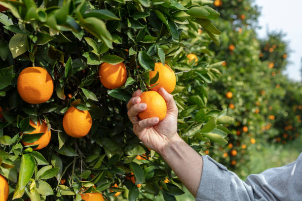 fermez-vous vers le haut de la main et des oranges dans la ferme d'orange avec le beau soleil - récolter photos et images de collection