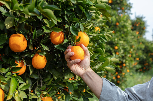 Close up Hand and Oranges in Orange Farm with Beautiful Sunshine