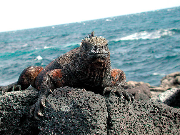 istock Dragon of the sea 115817355