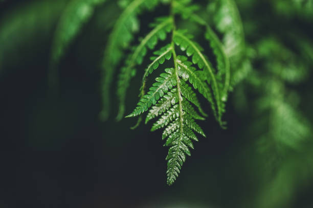 Fern leaves in the forest