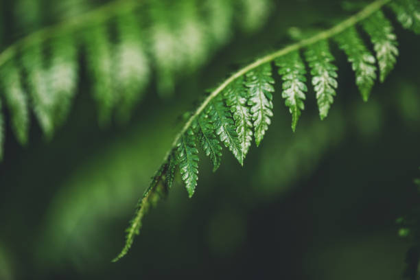 istock Fern leaves in the forest 1158173683