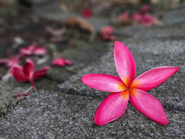 istock Plumeria pink flowers. 1158176158