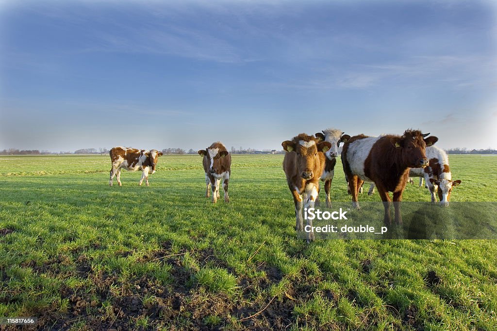 Curioso di mucche - Foto stock royalty-free di Agricoltura