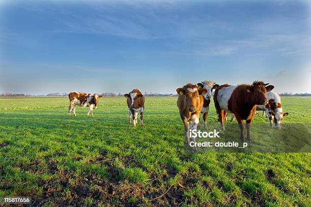 Curioso Di Mucche - Fotografie stock e altre immagini di Agricoltura - Agricoltura, Ambientazione esterna, Ambiente