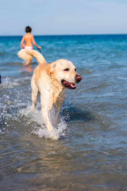 istock Beautiful labrador dog having fun on the beach 1158178228