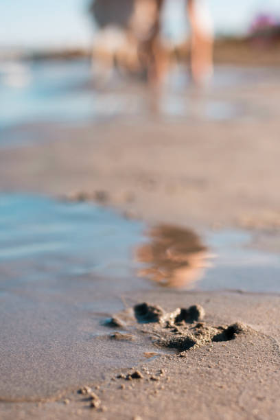 ślady łapy samotnego psa wydrukowane w piasku na plaży - dog paw print beach footprint zdjęcia i obrazy z banku zdjęć