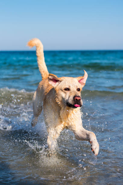 istock Beautiful labrador dog having fun on the beach 1158178244
