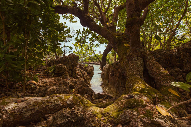 istock old tree with leafs and roots at a lagune and rocky coastline 1158178358