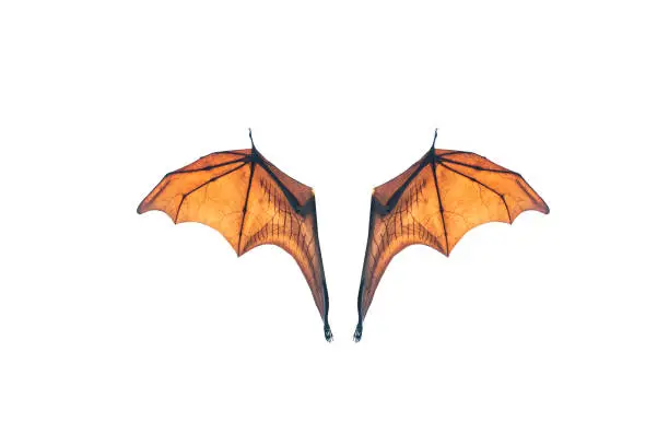 Photo of Bat wing isolated on white background ,Lyle's flying fox