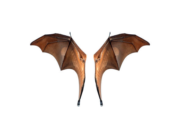 istock Bat wing isolated on white background ,Lyle's flying fox 1158179045