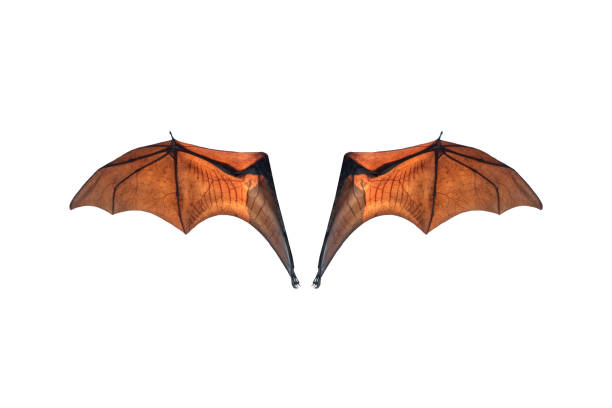 istock Bat wing isolated on white background ,Lyle's flying fox 1158179048