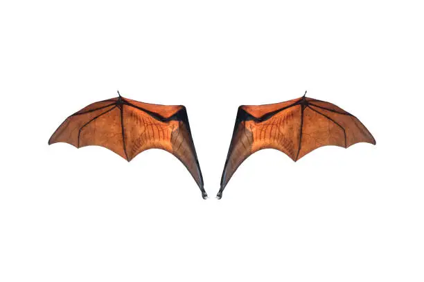 Photo of Bat wing isolated on white background ,Lyle's flying fox