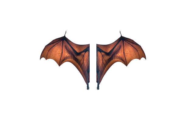 istock Bat wing isolated on white background ,Lyle's flying fox 1158179054