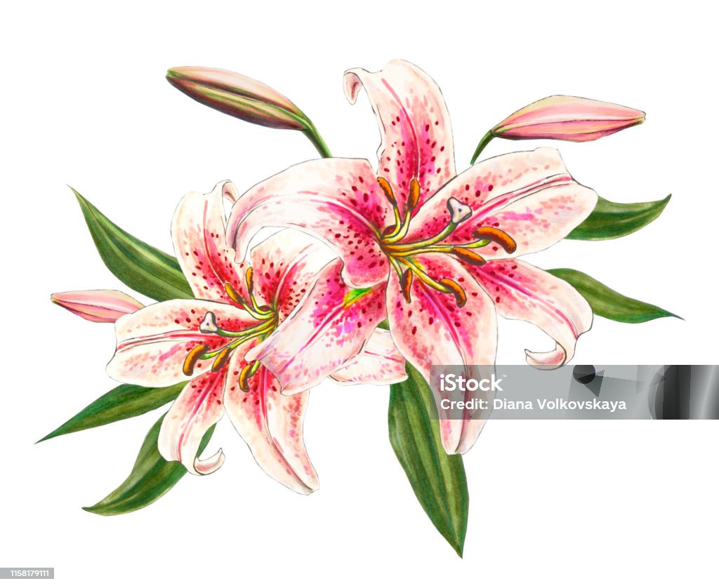 Hoa Lily Hồng Xinh Đẹp Bó Hoa In Hoa Vẽ Điểm Đánh Dấu Hình minh họa Sẵn có  - Tải xuống Hình ảnh Ngay bây giờ - iStock