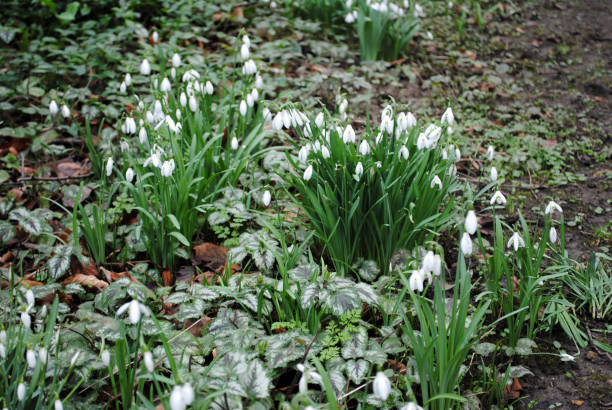Snowdrops in Gibberd Garden, Old Harlow, Essex, England Snowdrops in Gibberd Garden, Old Harlow, Essex, England harlow essex stock pictures, royalty-free photos & images