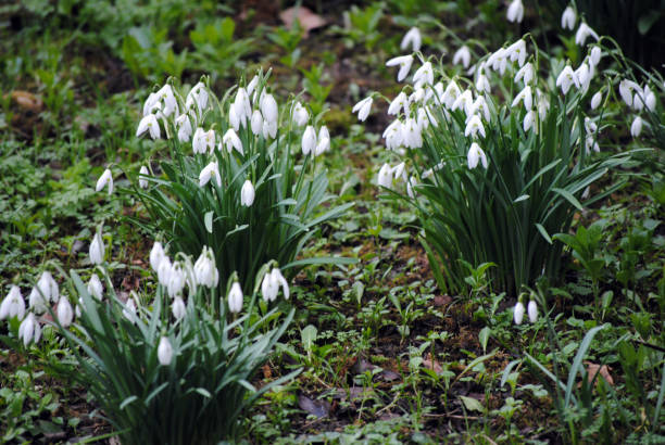 Snowdrops in Gibberd Garden, Old Harlow, Essex, England Snowdrops in Gibberd Garden, Old Harlow, Essex, England harlow essex stock pictures, royalty-free photos & images