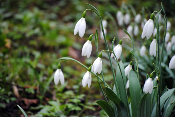 Snowdrops in Gibberd Garden, Old Harlow, Essex, England Snowdrops in Gibberd Garden, Old Harlow, Essex, England harlow essex stock pictures, royalty-free photos & images