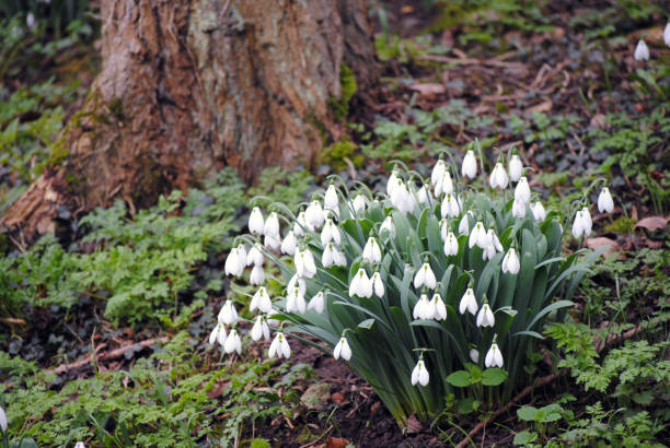 Snowdrops in Gibberd Garden, Old Harlow, Essex, England Snowdrops in Gibberd Garden, Old Harlow, Essex, England harlow essex stock pictures, royalty-free photos & images