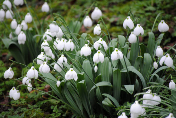 Snowdrops in Gibberd Garden, Old Harlow, Essex, England Snowdrops in Gibberd Garden, Old Harlow, Essex, England harlow essex stock pictures, royalty-free photos & images