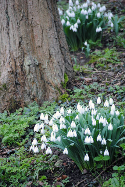 Snowdrops in Gibberd Garden, Old Harlow, Essex, England Snowdrops in Gibberd Garden, Old Harlow, Essex, England harlow essex stock pictures, royalty-free photos & images