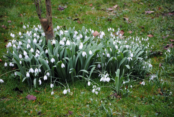 Snowdrops in Gibberd Garden, Old Harlow, Essex, England Snowdrops in Gibberd Garden, Old Harlow, Essex, England harlow essex stock pictures, royalty-free photos & images