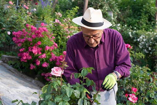 A man in his 70s taking care of his flower garden in the late summer afternoon.