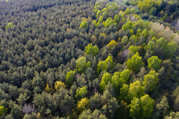 istock Aerial view of a spring forest 1158180820