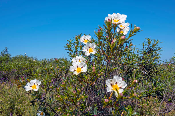 Gum rockrose (cistus ladanifer) in the fields of Alentejo in Portugal in spring stock photo
