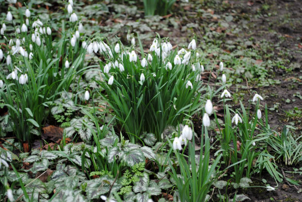 Snowdrops in Gibberd Garden, Old Harlow, Essex, England Snowdrops in Gibberd Garden, Old Harlow, Essex, England harlow essex stock pictures, royalty-free photos & images