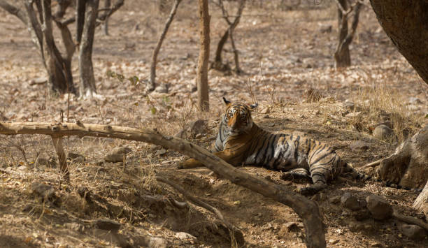 istock Bengal Tiger, Ranthambore, India. 1158182224