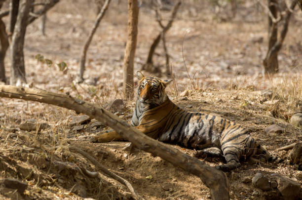 istock Bengal Tiger, Ranthambore, India. 1158182260