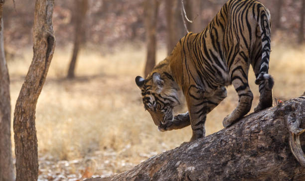 istock Bengal Tiger, Ranthambore - India 1158182289