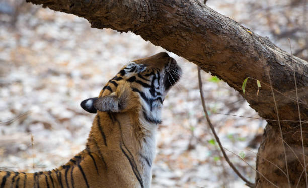 istock Bengal Tiger, Ranthambore - India 1158182309