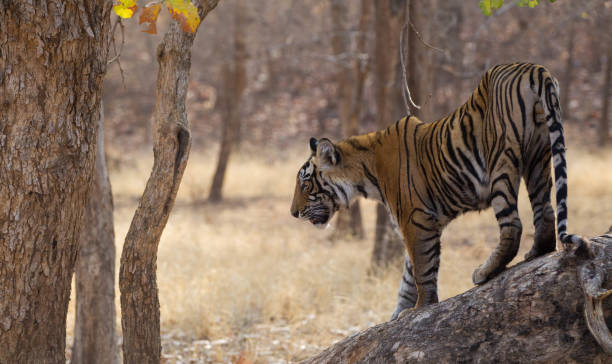 istock Bengal Tiger, Ranthambore - India 1158182310
