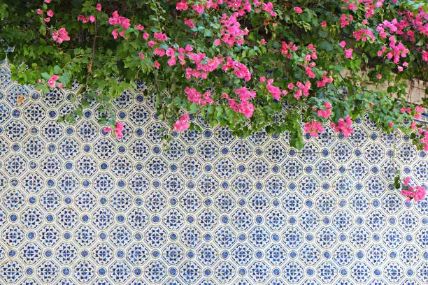 Pink bougainvillea flowers over traditional portuguese ornate decorative azulejo tiles. Close up, copy space for text, background.