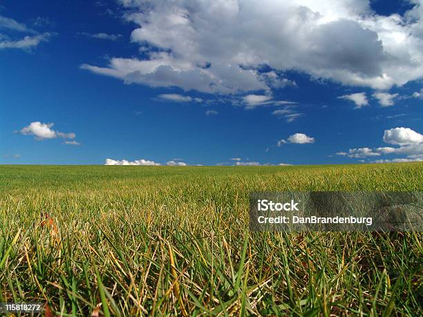 잔디 필드 푸른 하늘 푸짐한 클라우드 12시에 대한 스톡 사진 및 기타 이미지 - 12시, 경관, 고요한 장면