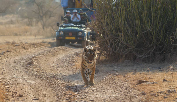 istock Bengal tiger from Ranthambore, India 1158184203