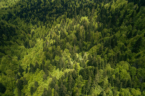 Drone flight high up over the green tree crowns of the forest, spring weather, Beauty