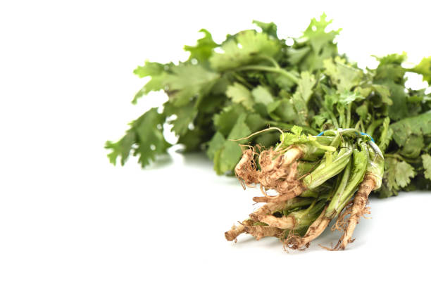 istock Fresh cilantro roots on a white background. 1158186234