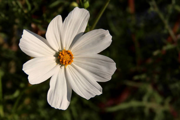 istock Close up of single white cosmos flower 1158188075